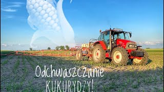 Odchwaszczanie Kukurydzy z BASF!🌽Romeo jak nawigacja😂! NIEMENÓWKA#100