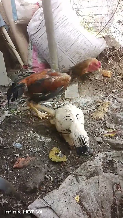Shamo dumpo #manuk #chicken #chickenbreed #dumpo #shamo #native