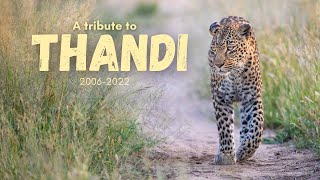 A tribute to Thandi Female Leopard | 20062022