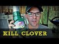 How To Kill Clover In Your Lawn The Cheap Way
