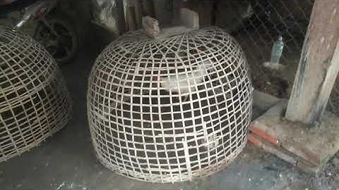 qaib dib quas zoo leej twg nyiam noog tau