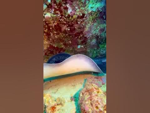 Diving in Mauritius Stella maru wreck dive #sting ray - YouTube