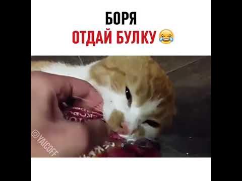Кот боря отдай булку. "булку отдай". Котенок жадина видео. Кот боря. Кот боря отдай булку.