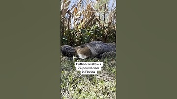 Python swallows 77-pound deer in Florida #shorts