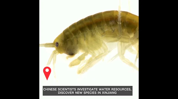 Chinese scientists investigate water resources, discover new species in Xinjiang - DayDayNews