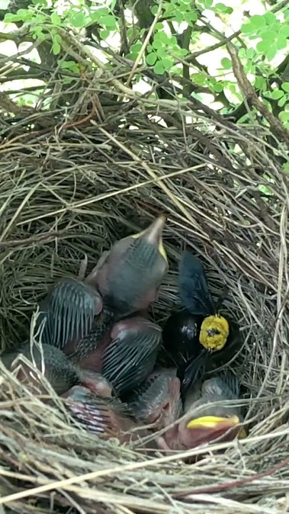 Lebah vs bayi burung pengoceh #burung #sarang #alam #satwa liar #