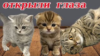 Видео про кошку! Котята открыли глаза! Мама кошка by Yaroslava Vlog 168,995 views 2 years ago 5 minutes, 48 seconds