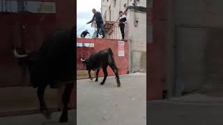 fiesta de toro en Funes navarra 🇪🇸🐂🐂🐂