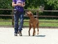 Bronson - Rhodesian Ridgeback - 2 Week Residential Dog Training at Adolescent Dogs