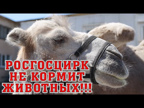 РОСГОСЦИРК ИЗДЕВАЕТСЯ НАД ЖИВОТНЫМИ! Дан и Марица Запашные о беззаконии в государственном учреждении