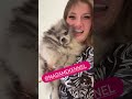 #spitz_puppy #spitzalemãoanão #exótico #luludapomerania #filhotesavenda