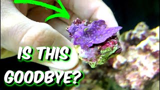 Green Star Polyp Dying ?? ( Relocating | Care & Feeding )  A1A Adventures