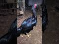 maniss #ayam #ayamberkualitas #ayambangkok #ayamkampung #shorts #viral #ternak #peternakan