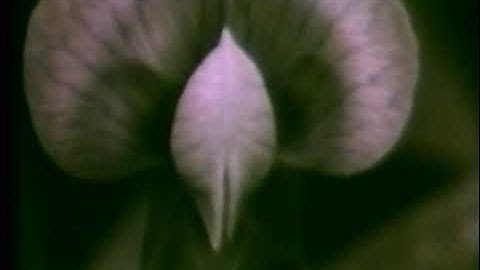 Elysian Fields - An Outsider Undeserving Of Love (Official Video)