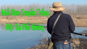 Câu Cá Diếc Tự Nhiên Bằng Mồi Giun, Toàn Diếc Khủng Cắn Câu. Giật Cá Cực Đã Tay