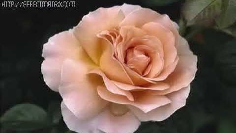 قران كريم تلاوة عراقية خاشعة جدا