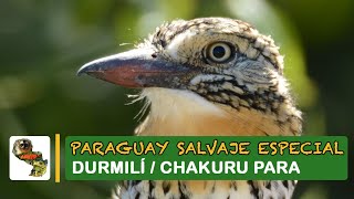 Paraguay Salvaje Especial: Durmilí