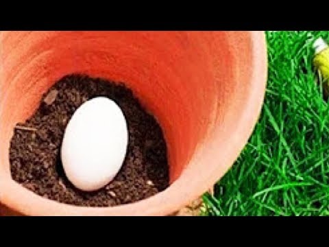 Bury An Egg In Your Garden Soil, What Happens Few Days Later Will Surprise You