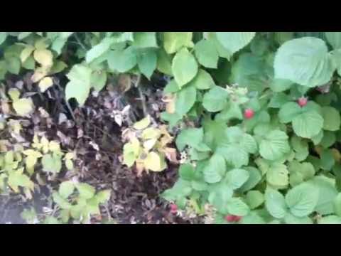 Обрезка малины в