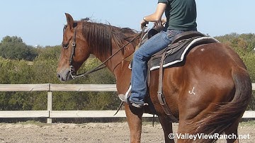 Simonsays Cut - jogging, loping, stops! - ValleyViewRanch.net