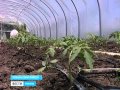 Создать тепличное хозяйство на Кубани может каждый