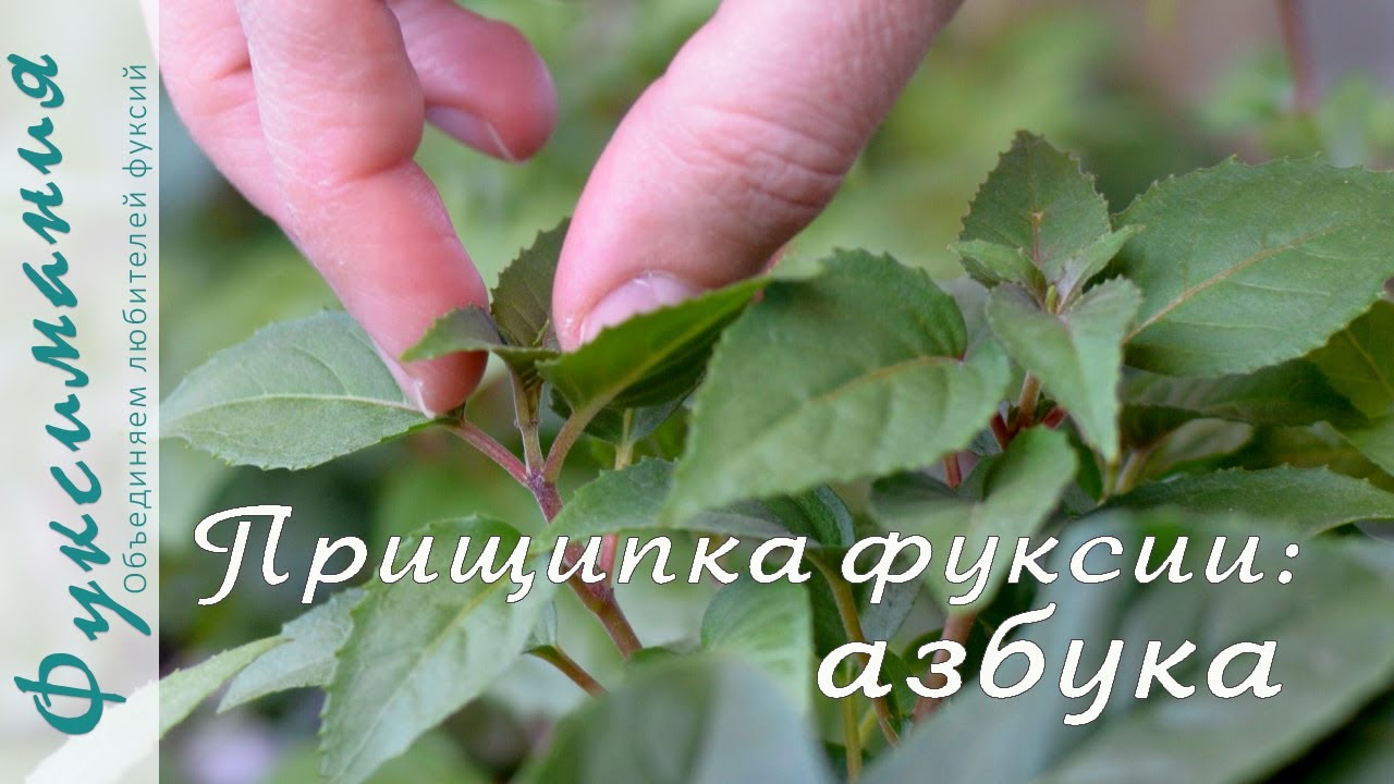 Прищипка фуксии