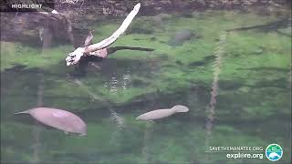 Above Water Manatee-Cam at Blue Spring State Park | 2024 Highlights by Explore Oceans 1,127 views 3 weeks ago 1 hour, 15 minutes