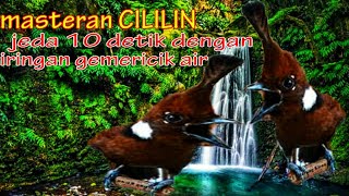 Download lagu Masteran Cililin Suara Bening Dengan Jeda Gemericik Air, Bikin Burung Cepat Tang mp3