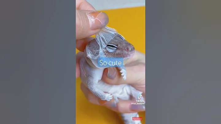 Adorable gecko shedding his skin🤩💗💓💞💓