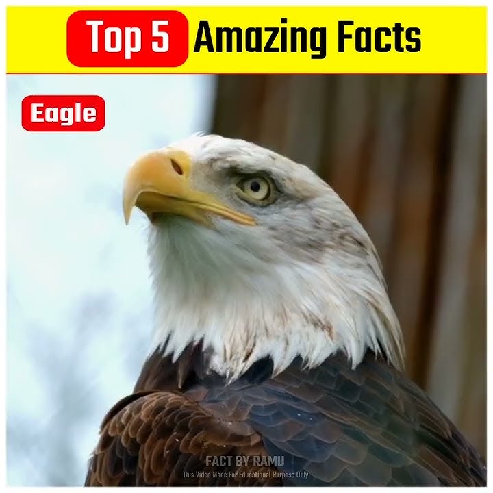 5 Crazy facts in hindi   🤯 !! Fact by ramu #shorts #viral #facts 😱