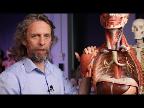 Oesophagus anatomy (or