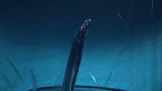 これぞ立ち泳ぎ 太刀魚 タチウオ の泳ぎ方 Youtube