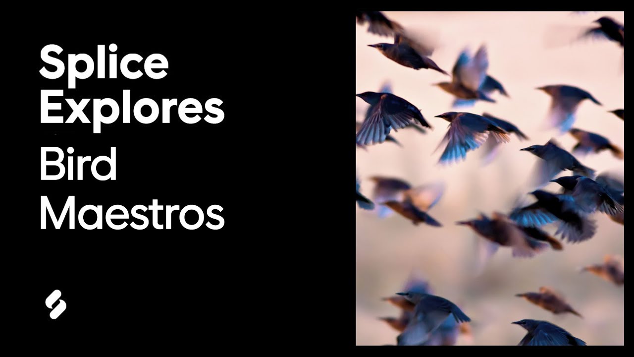 Download Splice Explores: Bird Maestros
