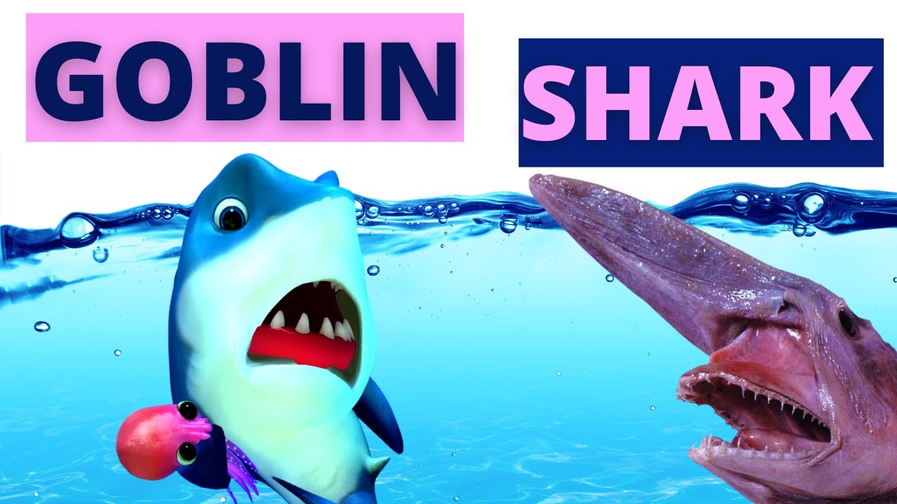 12 Incredible Goblin Shark Facts - Fact Animal