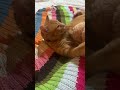 Katze Katzen Gato Kätzchen Katzenvideos Haustiere Kurzvideo Katze Katzen Gato Kätzchen Katzenvideos Haustiere Kurzvideo