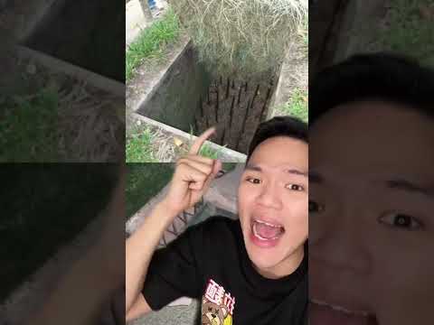 Video: Tumbuhan Hyacinth Menjadi Perang: Daun Keperangan Dan Mekar Pada Hyacinth