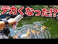 【庭池】久しぶり！庭池の錦鯉・金魚の現在がこちら！