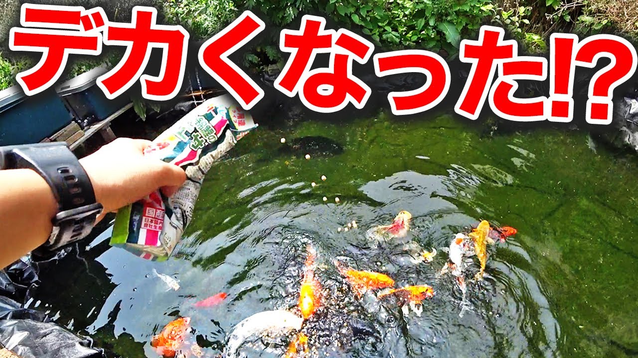 【庭池】久しぶり！庭池の錦鯉・金魚の現在がこちら！