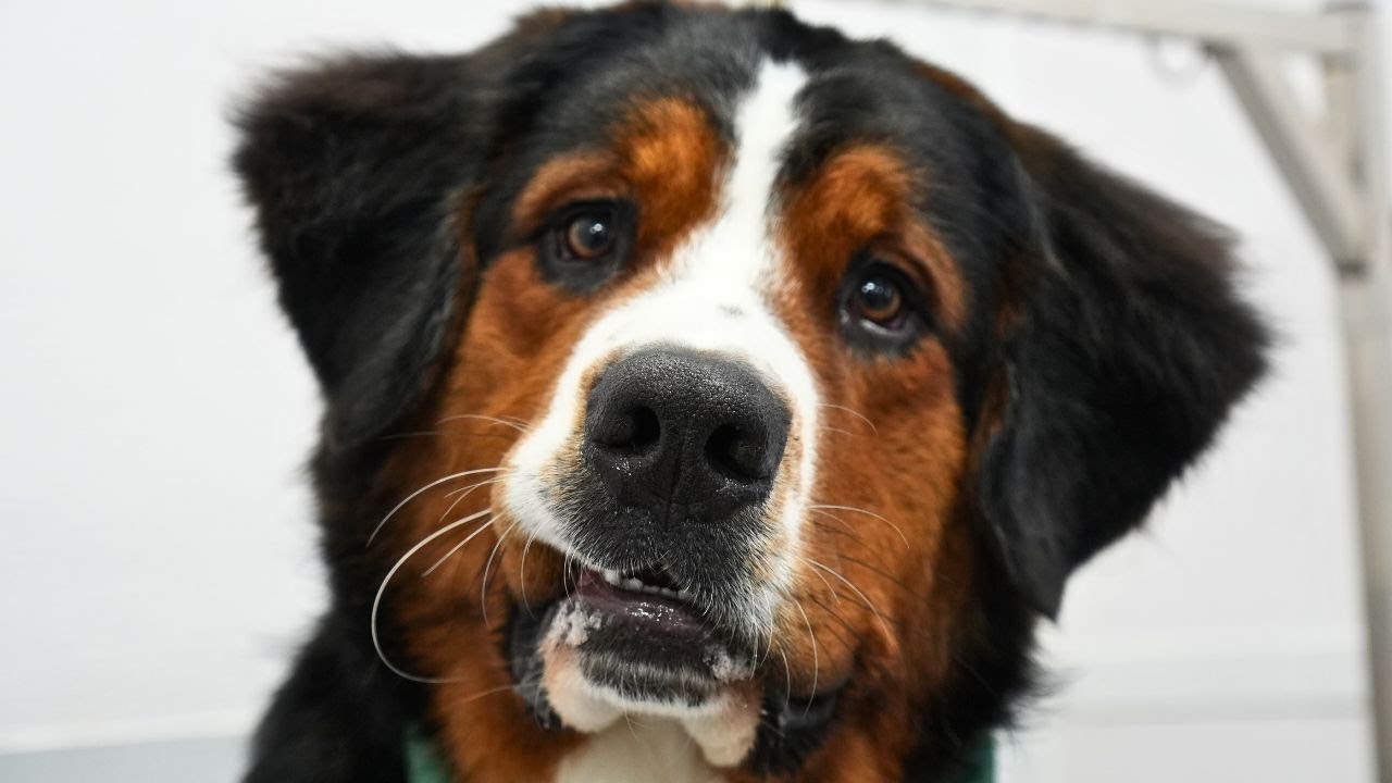 ⁣The sweetest souls to walk the earth...Bernese Mountain Dogs