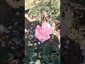 🌹Beautiful Pink Rose Flower🌱|Gardening tips|Plant care tips #ytshorts #flowers #garden #plant