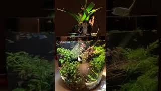 Acuario Nano Plantado tipo jarrón de 44 litros.