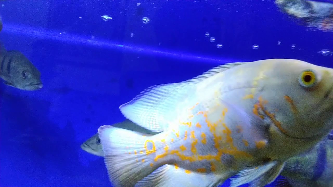 Ikan oscar tiger predator - YouTube