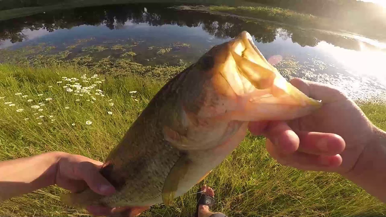 Almost Broke My PB Bass Fishing Golf Course Ponds YouTube