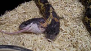 Two Heads Snake eating The Reptile Zoo Amazing
