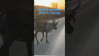 Catching the aurora borealis in Tromsø and we bump into this reindeer….