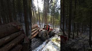 TAF Skidder 🌲💪 Harte Forstarbeit – Holztransport im Wald #taf #skidder #forstwirtschaft #lkt81 #lkt
