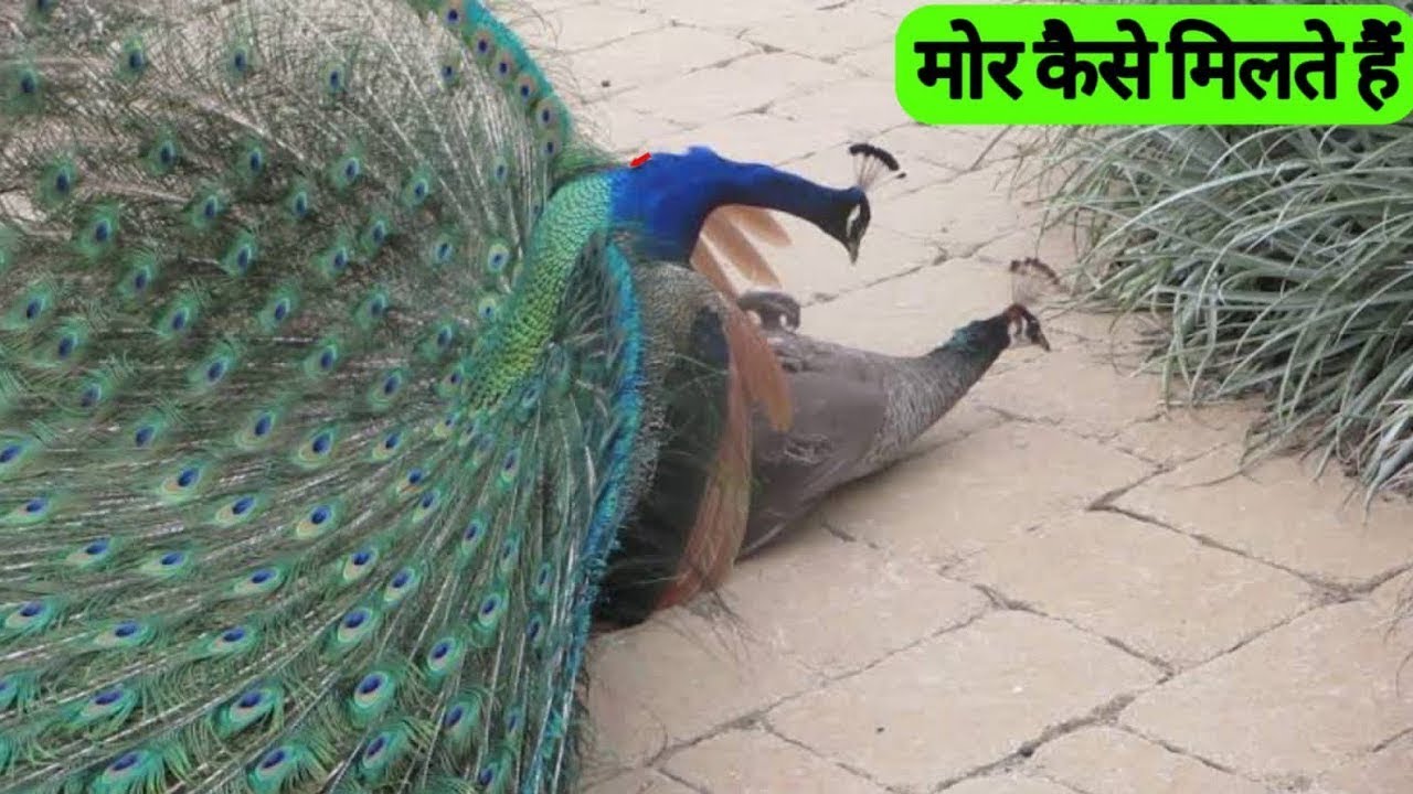Interesting Facts About Peacock| Peacock Dance| Peacock Sound| Chunky Facts