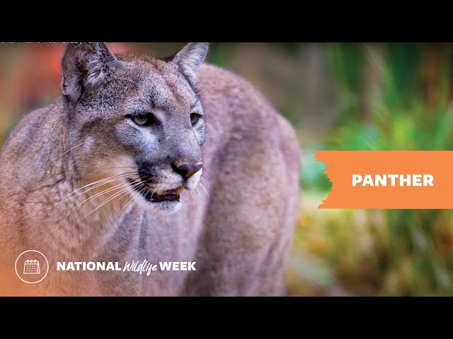 Are There Really Black Panthers? • The National Wildlife