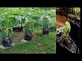 How to grow papaya with plugs​ cut