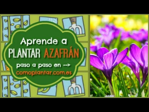 Video: Consejos para propagar bulbos de azafrán - Cómo propagar flores de azafrán